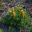 Banksia spinulosa Stumpy Gold